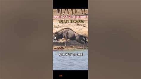 Croc Vs Wildebeest Will It Escape Youtube