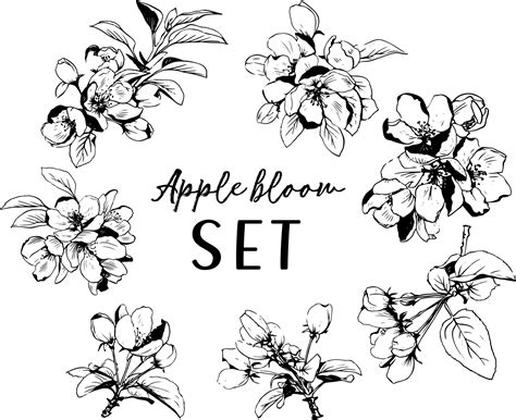 Set Of Lineart Style Apple Blossom Flowers And Leaves Isolated Black On