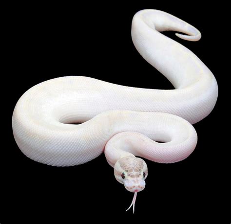 Ivory Ball Pythonmy Pet One Day Snakes Pinterest Python