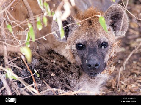 Hyena Close Up Hi Res Stock Photography And Images Alamy