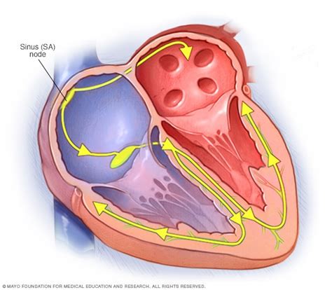 El Sistema De Conducción Del Corazón Mayo Clinic