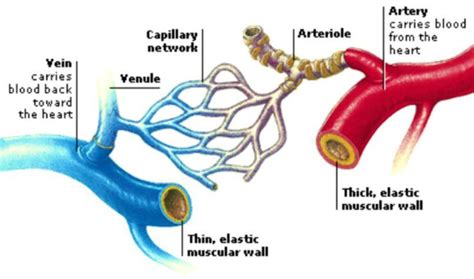 Table 20.4 defines the major arteries and veins of the pulmonary circuit discussed in the text. What is the difference between veins, arteries and capillaries? | Socratic