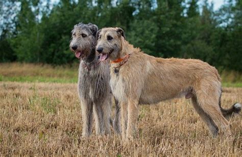 5 Best Puppy Foods For Irish Wolfhounds Reviews Updated 2022 Dog