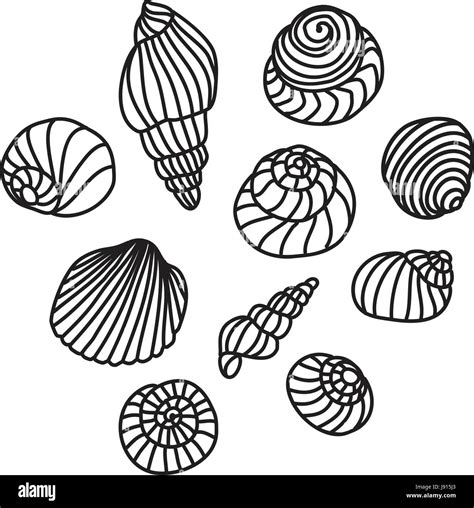 Sea Shell Vector Line Drawing Illustration Stock Vector Image Art Alamy