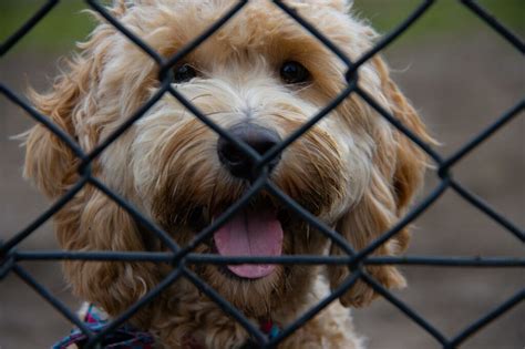Top 15 Goldendoodle Rescue Centers In The Us