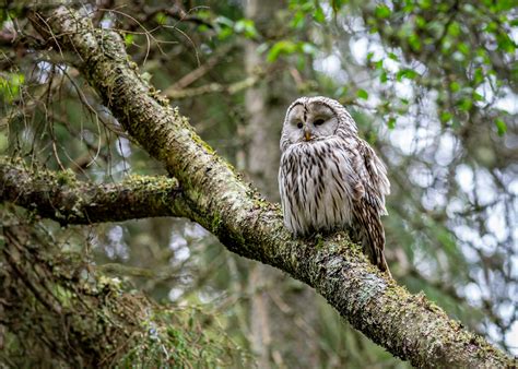 Brown Owl On Tree Branch · Free Stock Photo