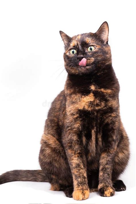 A Mottled Tortoiseshell Cat Sits And Licks Its Pink Tongue Stock Photo