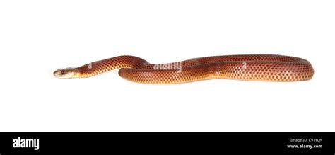 King Brown Mulga Snake Or Pilbara Cobra Stock Photo Alamy