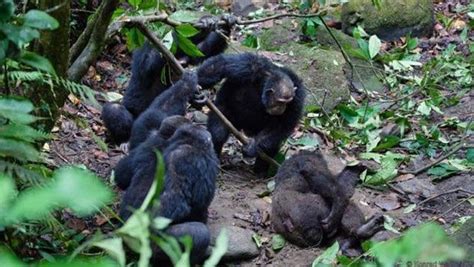 10 Facts About Chimpanzees That Hold A Dark Mirror To Humanity Listverse