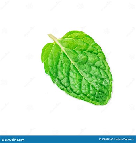 Spearmint Leaf Isolated On White Background Fresh Mint Peppermint
