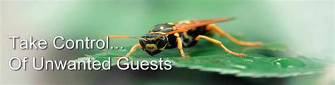 We'd like to set additional cookies to understand how you use gov.uk, remember your settings and improve government services. Pest Control | Pest Control UK | Pest Control Services in UK