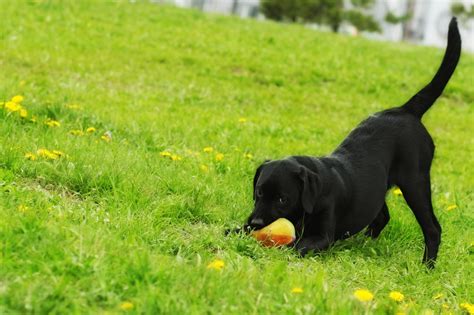 Cute Funny And Unique Names For Your Black Dog Dogappy