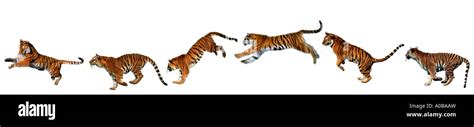Tiger Panthera Tigris Motion Sequence Of A Jump Stock Photo 9941472