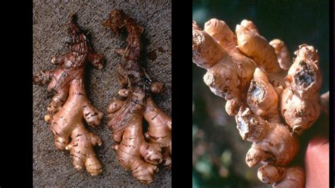 1 The Ginger Project Overview Of Bacterial Wilt Youtube
