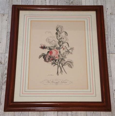 Rare Iris Roses And Narcissus No 11 Hand Colored Botanical Print By Jl
