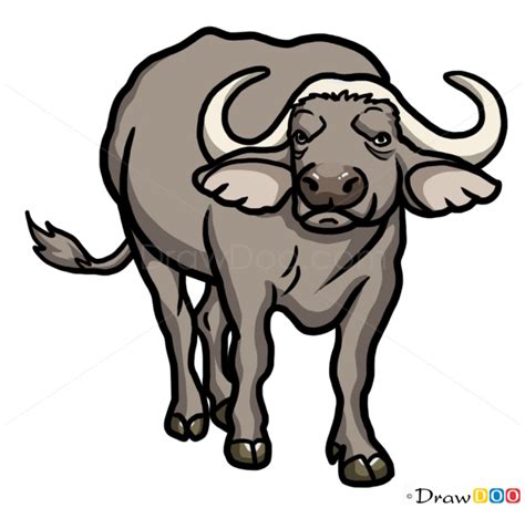How To Draw Buffalo Wild Animals