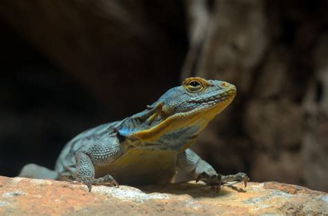 Fotos Gratis Naturaleza Animal Fauna Silvestre Zoo Reptil