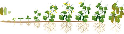 Life Cycle Of Cucumber Plant Stages Of Growth From Seed And Sprout To