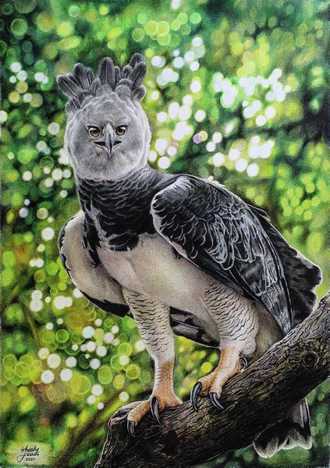 Harpy Eagle Drawing By Irhash Fuadi