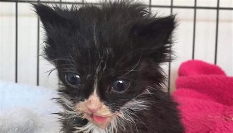 Incredibly Malnourished Kittens Fight For Their Lives After Being