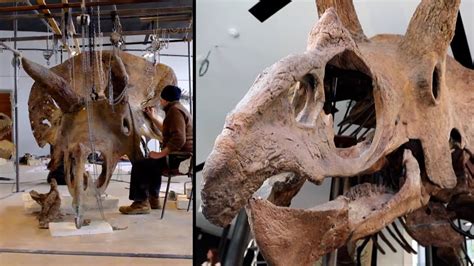Largest Triceratops Skeleton Expected To Sell For Over 14 Million In