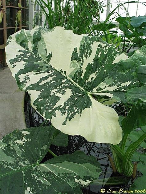 These plants are very low maintenance once they are established. Photo of the leaves of Variegated Upright Elephant Ear ...