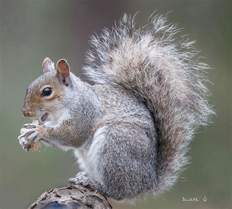 Eastern Grey Squirrel Photograph By Diane Giurco Fine Art America