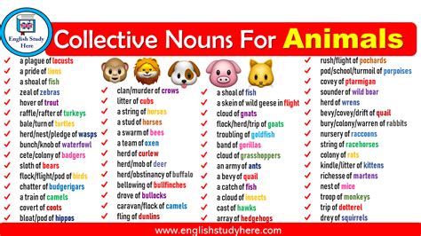 72 Collective Nouns Words For Animals English Study Here
