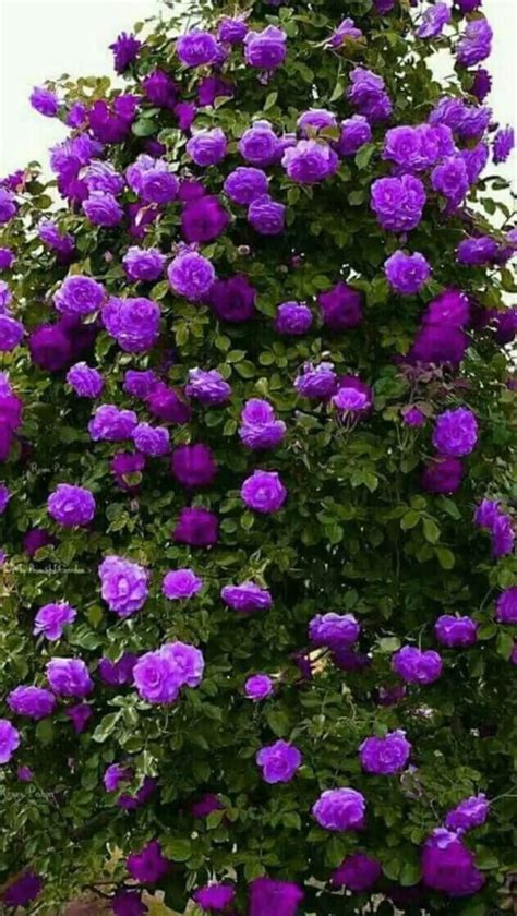 30 Rare Stunning Purple Climbing Rose Seeds Buy 3 Packs Get Etsy In 2023 Climbing Flowers