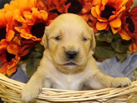 Visits and puppy travel are still available for you to receive a puppy at this time. Summer's Goldens - Golden Retriever Puppies For Sale