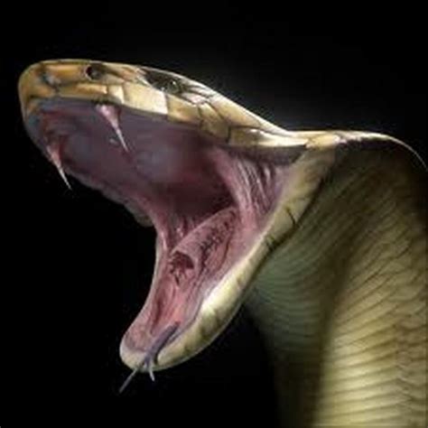 The Vicious And Deadly King Cobra Slithering Snakes