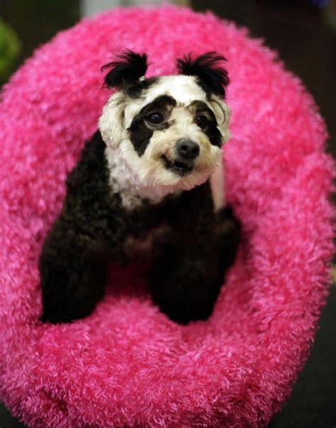 Dogs Dyed To Look Like Other Animals London Evening Standard
