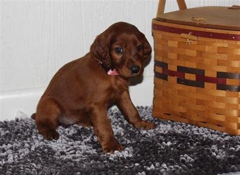 Irish Setter Puppy For Sale Adoption Rescue Irish