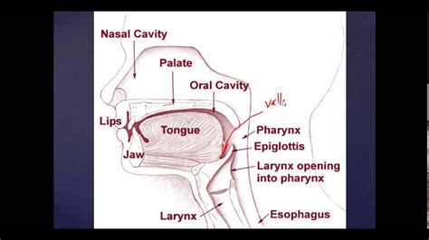 Basic Mouth And Throat Anatomy Anesthesia And Ent Basics Youtube