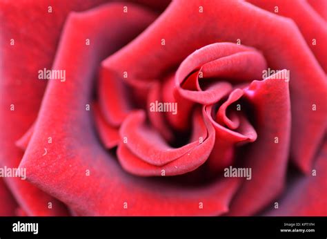 Macro Shot Of A Red Rose Stock Photo Alamy
