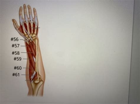 Lab Practical Muscles Of The Upper Limb Flashcards Quizlet