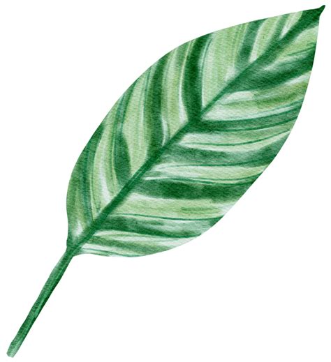 Free Hand Drawn Watercolor Tropical Plant Flora Botanical Leaf