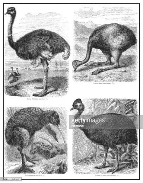 Ostrich Sketch Photos And Premium High Res Pictures Getty Images