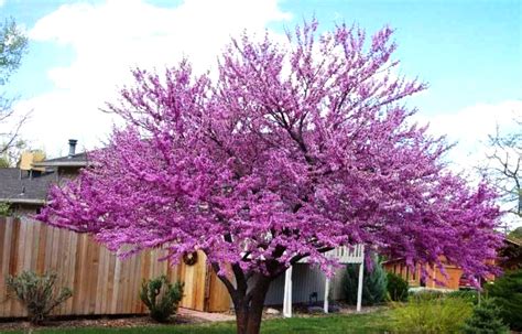 Our Top 5 Flowering Trees For Houston Brian Gardens Landscape