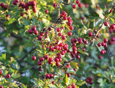 Hawthorn Planting Pruning And Care