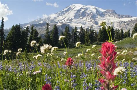 Wildflowers In Mount Rainier National By Dan Sherwood