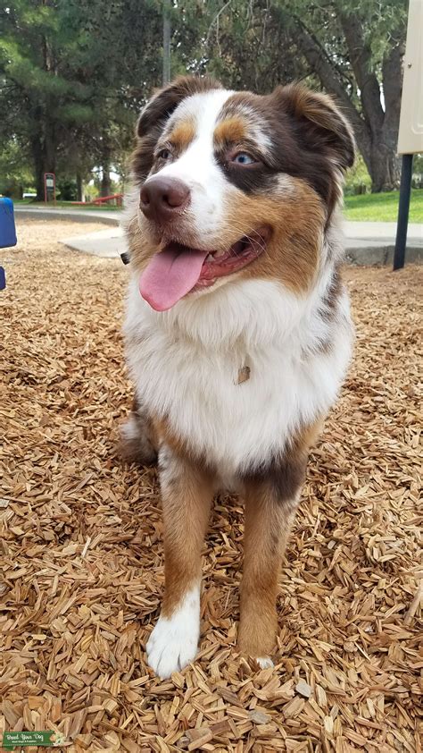 Sep 18, 2019 · the miniature australian shepherd comes in a variety of colors including black, red, red merle, and blue merle. Stud Dog - Australian Shepherd Red Merle - Breed Your Dog