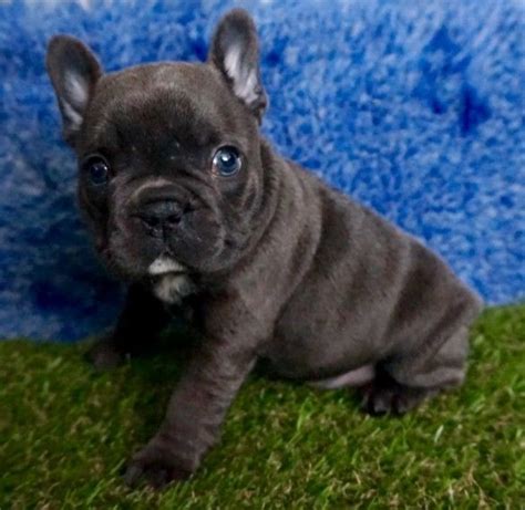 French bulldogs in south africa only. French Bulldog Puppies For Sale | Tulsa, OK #165304