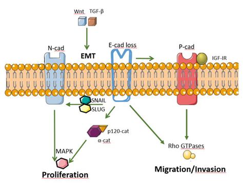 Ijms Free Full Text Role Of Cadherins In Cancer—a Review