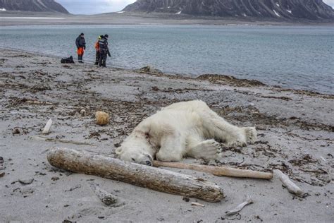 Dwindling Sea Ice Brings Polar Bears In Conflict With Humans Discover