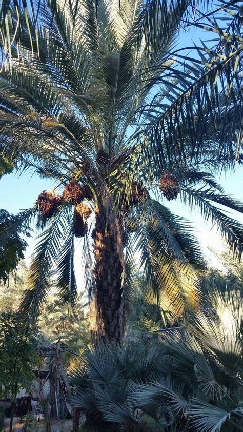 11 Medjool Date Palm Tree Edible Phoenix Dactylifera Var Medjool
