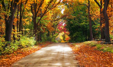 Colorful Forest Road Trees Autumn Park Path Nature