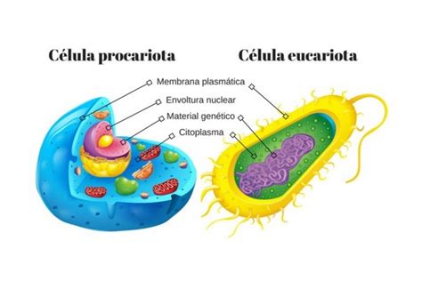 Cuales Son Las Diferencias Entre Celula Eucariota Y Procariota Las