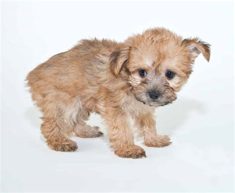 Yorkie Poo Guide To Owning A Yorkie Poodle Mix K9 Web