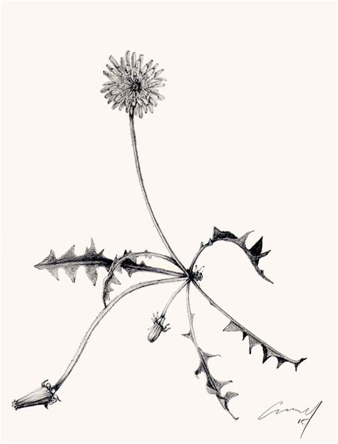 Dandelion Botanical Drawing At Getdrawings Free Download